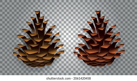 Fir cones. Spruce cone. Isolated. Vector