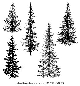 Fir Coniferous Evergreen Tree Silhouettes Hand Stock Vector (Royalty ...