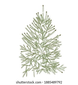 Ilustración vectorial de árbol verde fibroso. Árbol de Navidad. Planta realista. Aislado sobre un fondo blanco.