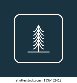 Fir icon line symbol. Premium quality isolated spruce element in trendy style.