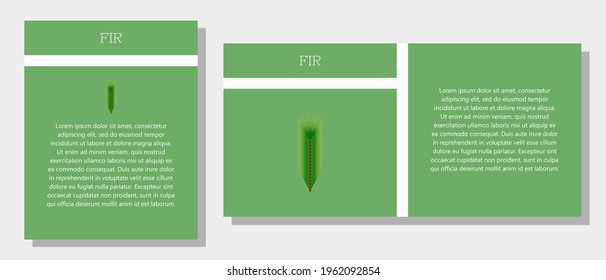 Fir. Information banner or tag in two designs. Description and useful properties of fir. Template for essential oil, spices. Brochure with empty space for text.