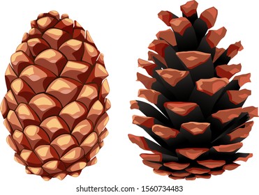 Fir and pine cone, opened and closed