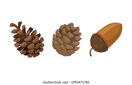 Fir or Pine Cones and Acorns as Seed Containing Plant Part Vector Set