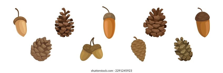 Fir or Pine Cones and Acorns as Seed Containing Plant Part Vector Set