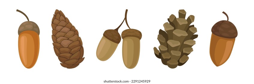 Fir or Pine Cones and Acorns as Seed Containing Plant Part Vector Set