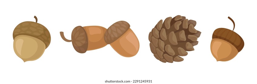 Fir or Pine Cones and Acorns as Seed Containing Plant Part Vector Set