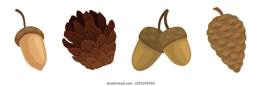 Fir or Pine Cones and Acorns as Seed Containing Plant Part Vector Set