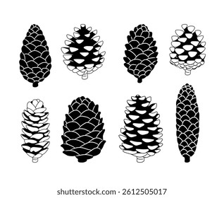 Fir or pine cones as plant part vector set on white background original artwork