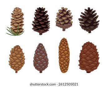 Fir or pine cones as plant part vector collection on white background original artwork