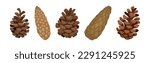Fir or Pine Cones as Seed Plant Part Vector Set