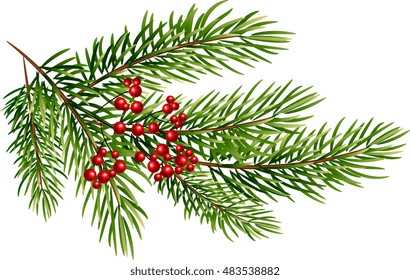 Fir, pine and holly berry branches