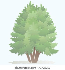 Fir tree