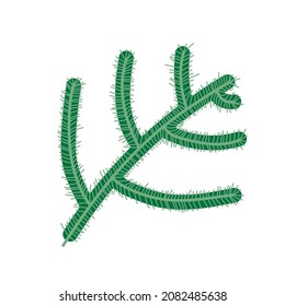  fir tree branch, Christmas and new year symbol.