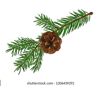 Fir tree branch with cone isolated on white background.