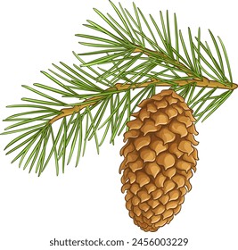 fir tree branch with cone outline illustration