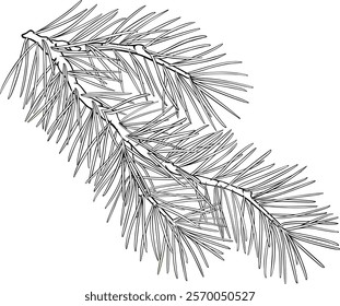 Fir tree Branch with Cones  and Needles  Outline Illustration. 