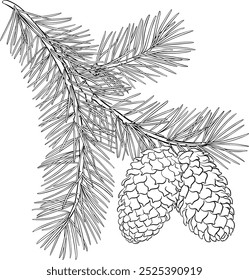 fir tree branch with cones outline illustration