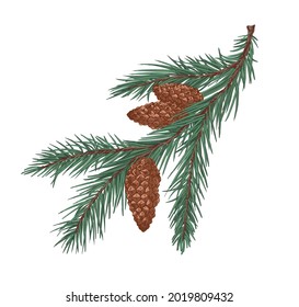 Fir tree branch with green needles and cones. Coniferous evergreen prickly spruce twig. Realistic botanical drawing of conifer sprig in vintage style. Hand-drawn vector illustration isolated on white
