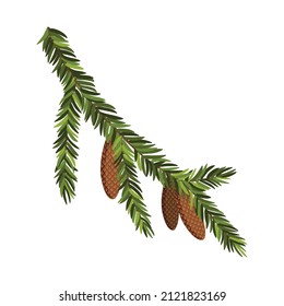 Rama de árbol de aves con cono colgante. Rama de abeto verde como elemento de decoración de color verde natural para la pancarta. Isolación en ilustración vectorial blanca