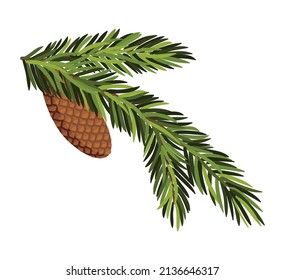 Fir tree branch with hanging cone. Green spruce branch as natural evergreen decoration element for banner. Isolated on white vector illustration