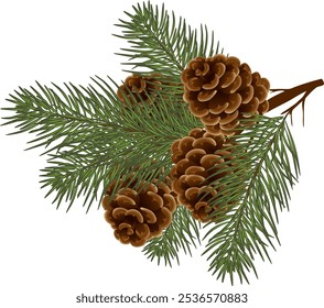 Fir tree branch with hanging cone . Green pine with cones. Forest. Christmas decor. Christmas decoration. Eps 10