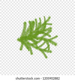 Fir tree branch isolated on transparent background, vector illustration. Pine hand drawn decoration element for Christmas banners, greeting cards.