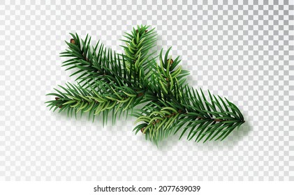 Fir Tree Branch Isolated On Transparent Background. Christmas Fir.