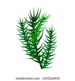 Fir tree branch isolated on white background. Christmas fir or Pine branch. Flat Art Vector Illustration