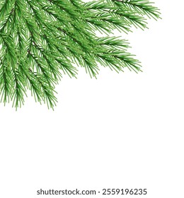 Fir tree branch isolated on a white background