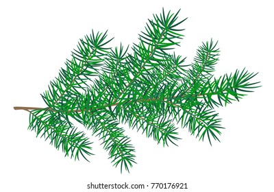 Fir tree branch isolated on white background. Green fluffy pine branch for your design.