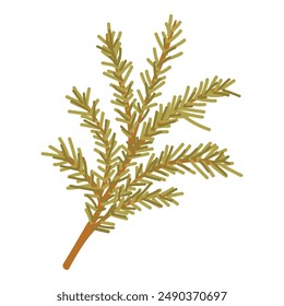 Fir tree branch. A branch of a pine tree. Coniferous trees. Vector illustration design.  