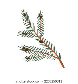 Fir tree branch. Twig of evergreen plant with green needles and small cones. Conifer spruce stem, botanical design element, natural decoration. Flat vector illustration isolated on white background
