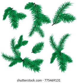 Fir tree branch vector christmas spruce evergreen nature winter holiday isolated on white background. Pine branch xmas plant traditional firtree decorative needle twig.