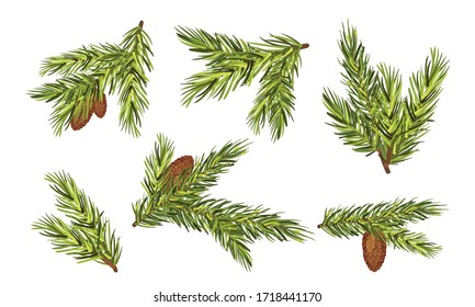 Fir Tree Branches with Fir Cones Hanging from It Vector Set