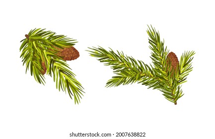Fir Tree Branches with Fir Cones Hanging from It Vector Set