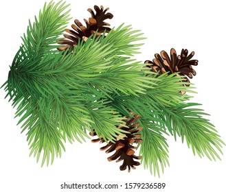 Fir tree branches of a fur tree. Spruce branch.  Pine-tree. Christmas or New Year mockup. Eps 10