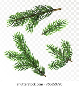 Fir tree branches isolated on transparant background. Christmas vector illustration