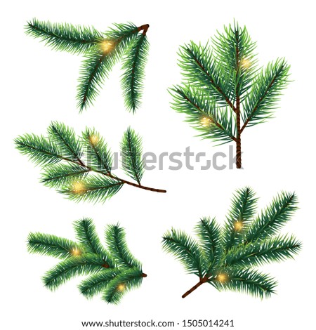 green spruce branches with brown cones