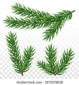 Fir tree branches on transparent background. Set of spruce color twigs. Christmas or New Year design elements. Isolated vector template