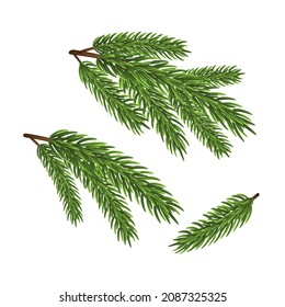 Fir tree branches on white background. Vector illustration.
