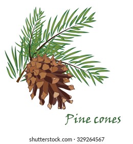Fir tree branches with pine cone  on white background. Vector illustrations