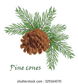 Fir tree branches with pine cone  on white background. Vector illustrations