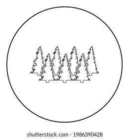 Fir tree Christmas Coniferous Spruce Pine forest Evergreen woods Conifer silhouette in circle round black color vector illustration contour outline style image 
