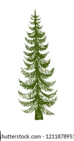 Fir tree, Christmas tree or Pine isolated on a white background. Hand drawn illustration. Drawn by ink. 