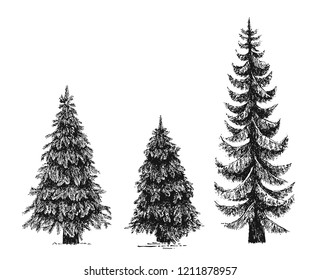Fir tree, Christmas tree or Pine isolated on a white background. Hand drawn illustration. The set of trees. Drawn by ink. 