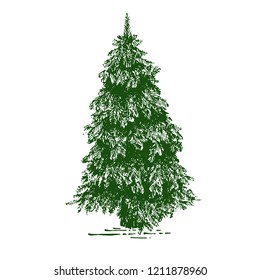 Fir tree, Christmas tree or Pine isolated on a white background. Hand drawn illustration. Drawn by ink. 