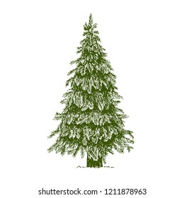 Fir tree, Christmas tree or Pine isolated on a white background. Hand drawn illustration. Drawn by ink. 