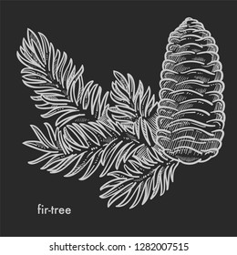 Fir tree cone with needle leaves, coniferous evergreen plant detailed close up hand drawn sketch, concept flat monochrome vector illustration and text
