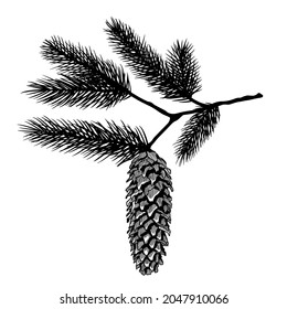 Fir Tree Cone on twig. Hand drawn vector illustration of Pine cone with branch. Silhouette illustration, isolated on white background