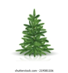 fir tree with green branches and reflection on white background